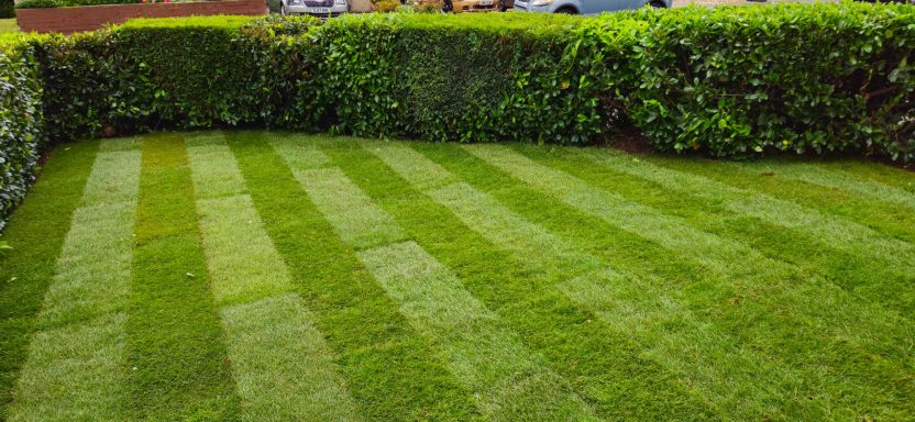 Turf